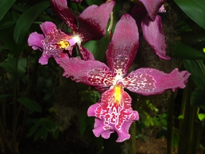 orchid2